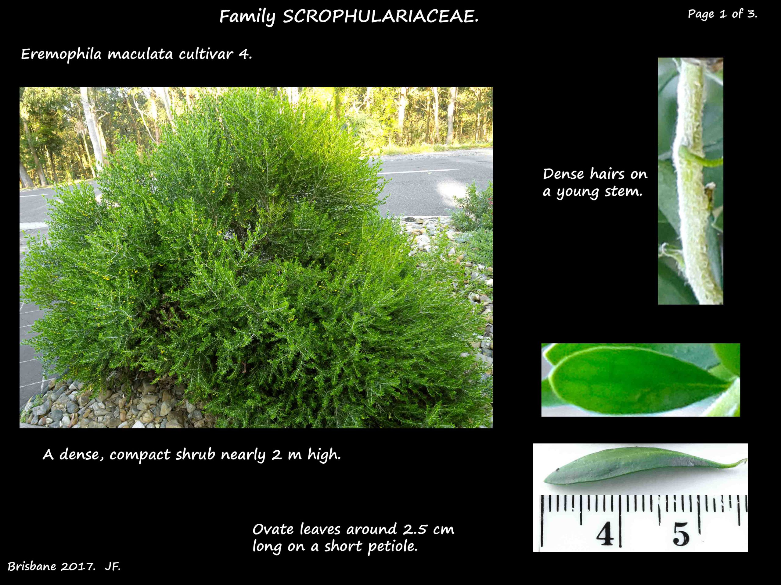 7 Eremophila cultivar shrub & leaves